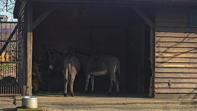 Two donkeys in the zoo in the open area.