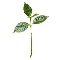 Obraz premium Fresh Green Leaf on White Background with Detailed Texture and Color