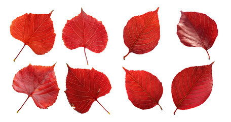 Obraz premium Vibrant Red Leaves on White Background for Autumn Decoration Ideas, Bundle Set Collection, Isolated on Transparent Background