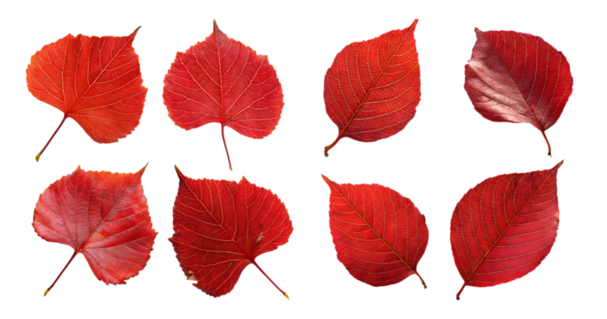 Vibrant Red Leaves on White Background for Autumn Decoration Ideas, Bundle Set Collection, Isolated on Transparent Background