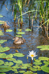 Pied-billed grebe