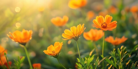 Blooming Orange Flower Field