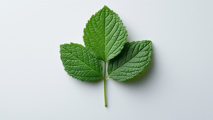 Close-up of a Vibrant Green Leaf on White Background. Generative AI
