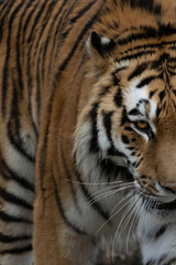 Siberian tiger (Panthera tigris altaica) Amur tiger.