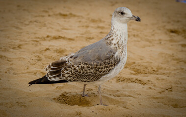 seagull on the beach