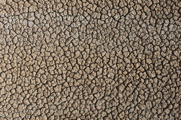 Swamp in Sau reservoir