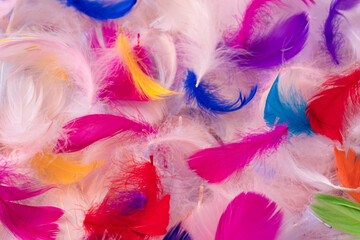Colorful feather background, top view.