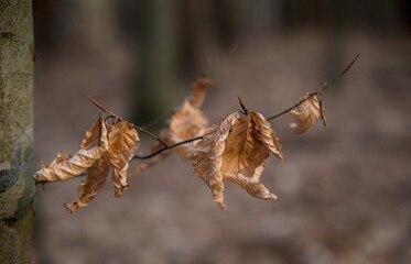 Jesienne liście na drzewie