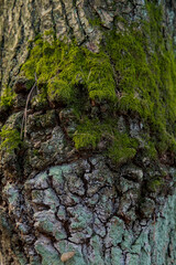 Kora drzewa z mchem