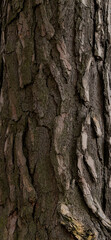 Kora drzewa sosnowego