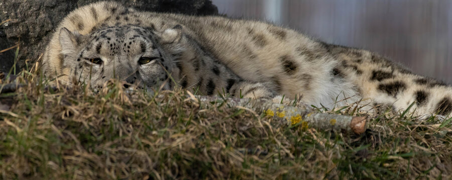 Snow leopard (Panthera uncial).
