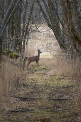 Roe Deer (Capreolus capreolus)