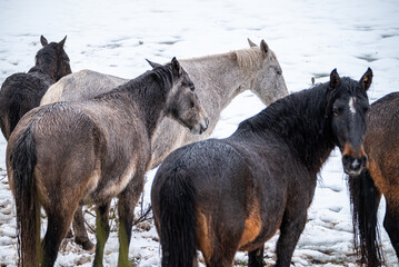 wild horses called garranos in northern portugal, mountain covered by snow. Peneda Geres National Park