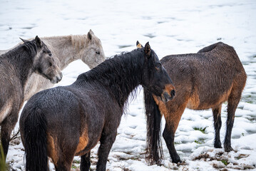 wild horses called garranos in northern portugal, mountain covered by snow. Peneda Geres National Park