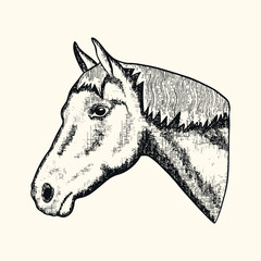 Hand-drawn horse head engraving. Engraved horse symbol of 2026 year in a vintage style. Black and white animal illustration.