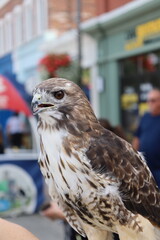 a hawk being displayed on a perch