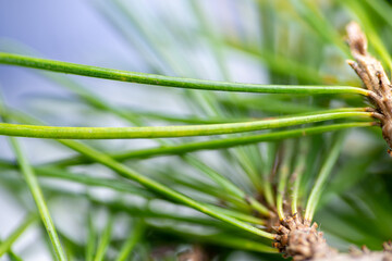 Clopse up of Pine Needles