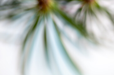 Clopse up of Pine Needles