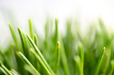 Clopse up of Pine Needles