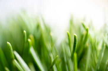 Clopse up of Pine Needles