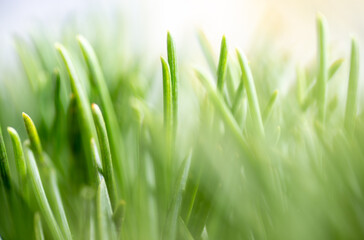 Clopse up of Pine Needles