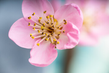 Naklejka premium Close up of Beautiful Pink Peach Tree Blossoms