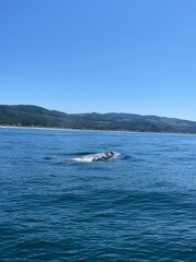 Fototapeta premium whale surfacing