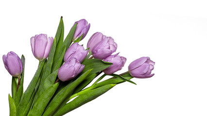 Bouquet of tulips isolated on white background