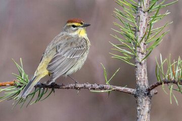 Palm Warbler (Setophaga palmarum), is a small songbird of the New World warbler family