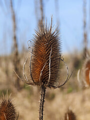 Trockene Disteln mit Dornen