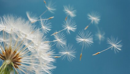 Dandelion seeds are flying against the background of the sunset sky. Floral botany of nature