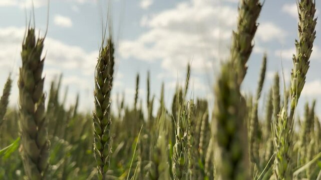 sustainable farming practices, farming precision techniques, wheat crop modeling, wheat farm labor, fertilizer application strategies, wheat farm sustainability, crop yield harvest, farming innovation