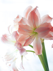 Beautiful amaryllis blooms 
