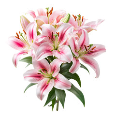 High-quality image of Pink lily flower bouquet isolated on transparent background on a pure white background.