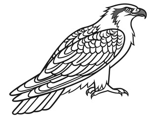 Osprey Vector Art. Stunning Bird Illustration for Nature Lovers