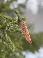 pine cones on snow