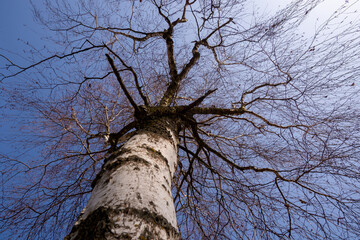 Brzoza na wiosnę © Grzegorz Polak