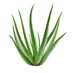 Fototapeta premium Fresh aloe vera leaves arranged against a clean white background for natural beauty and wellness use, Fresh Aloe Vera leaves on white background