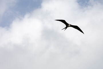 A view of Frigatebird flying in the sky