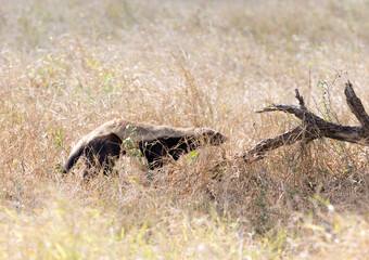 Photo of honey badger in the grass