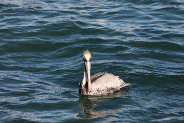 A photo of brown pelican