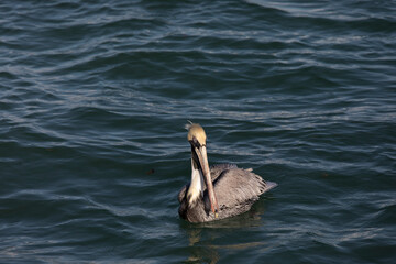 A photo of brown pelican