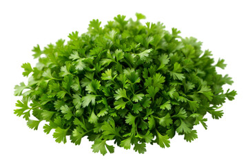 Obraz premium Fresh cilantro harvest urban garden food photography bright atmosphere close-up culinary delight, isolated on white or transparent background