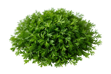 Fresh cilantro herb arrangement kitchen photography bright environment top view culinary use, isolated on white or transparent background