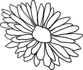 one line fleur de souci uniligne