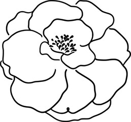 one line fleur de renoncule 