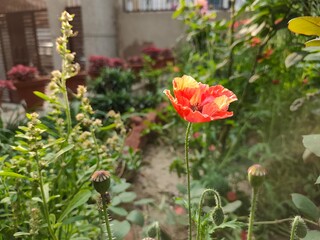 red poppies in the garden
