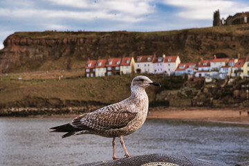 Seagull on Stone with Village and Abbey Ruins in Whitby, UK.