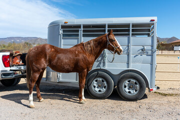 A beautiful quarter horse beside a horse trailer
