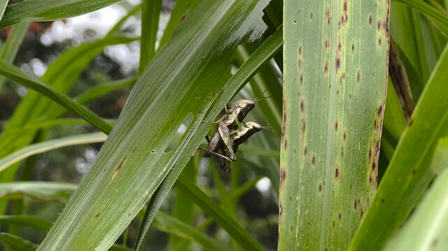 Green crickets are mating